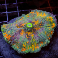 WYSIWYG XL Van Gogh's Dream Rainbow Yuma Mushroom (Rare, 2-3")
