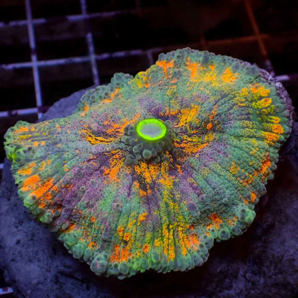 WYSIWYG XL Van Gogh's Dream Rainbow Yuma Mushroom (Rare, 2-3