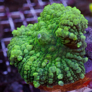 WYSIWYG XL Green Martian Bounce Rhodactis Mushroom (2-3")