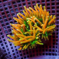 WYSIWYG Golden Sunflare Bubble Tip Anemone (1-3")
