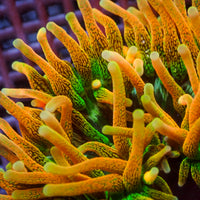 WYSIWYG Golden Sunflare Bubble Tip Anemone (1-3")
