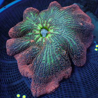 WYSIWYG XL Red Ruby Rainbow Haddoni Carpet Anemone (12-14")