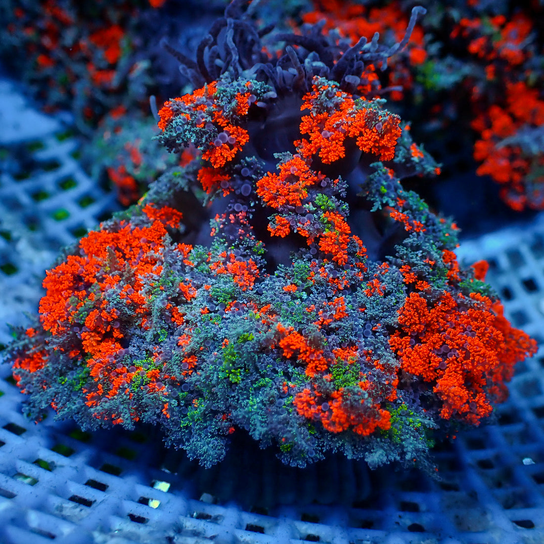 Red & Green Hell Fire Anemone - Corals Anonymous