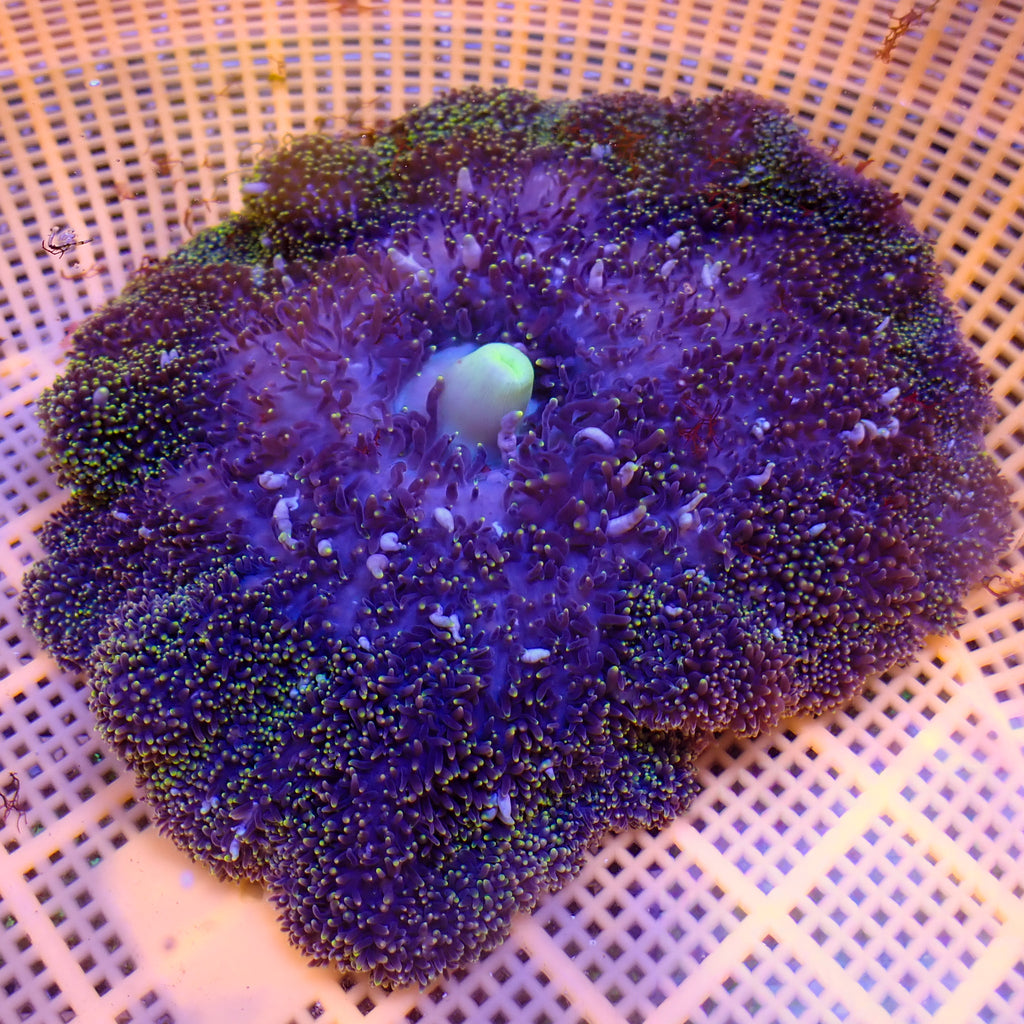 WYSIWYG XL Yellow Spark Mertensii Carpet Anemone (6-10”) - Corals Anonymous