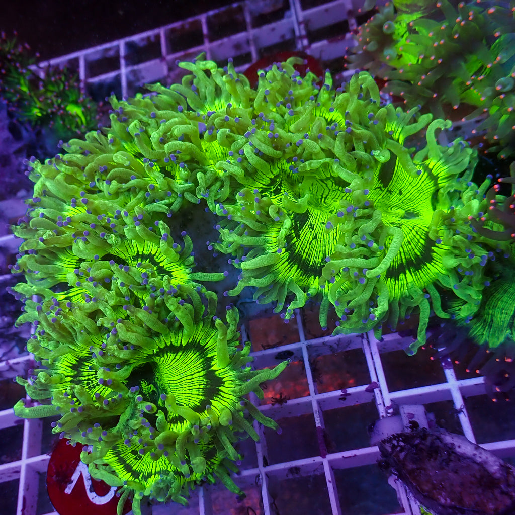 WYSIWYG Blue Tip Elegance Colony (6-7") - Corals Anonymous