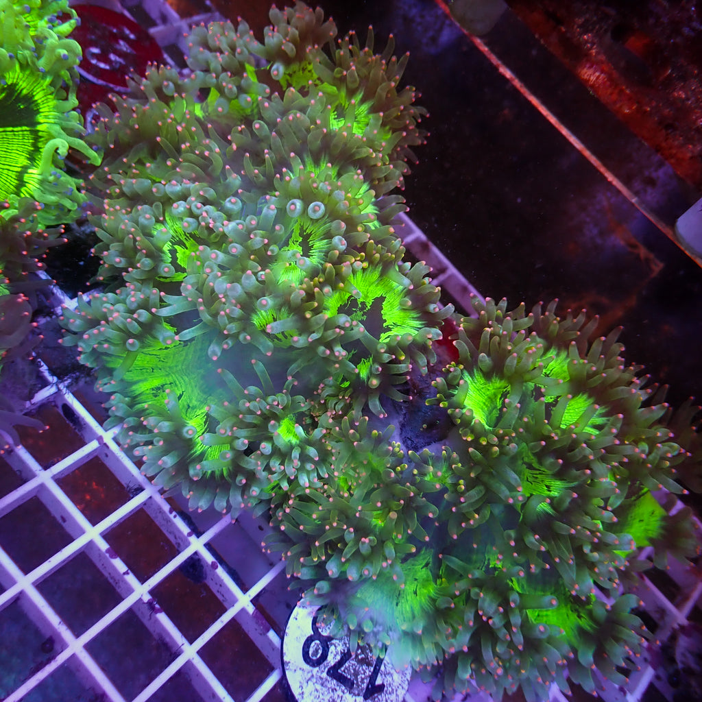 WYSIWYG Pink Tip Elegance Colony (7-8") - Corals Anonymous