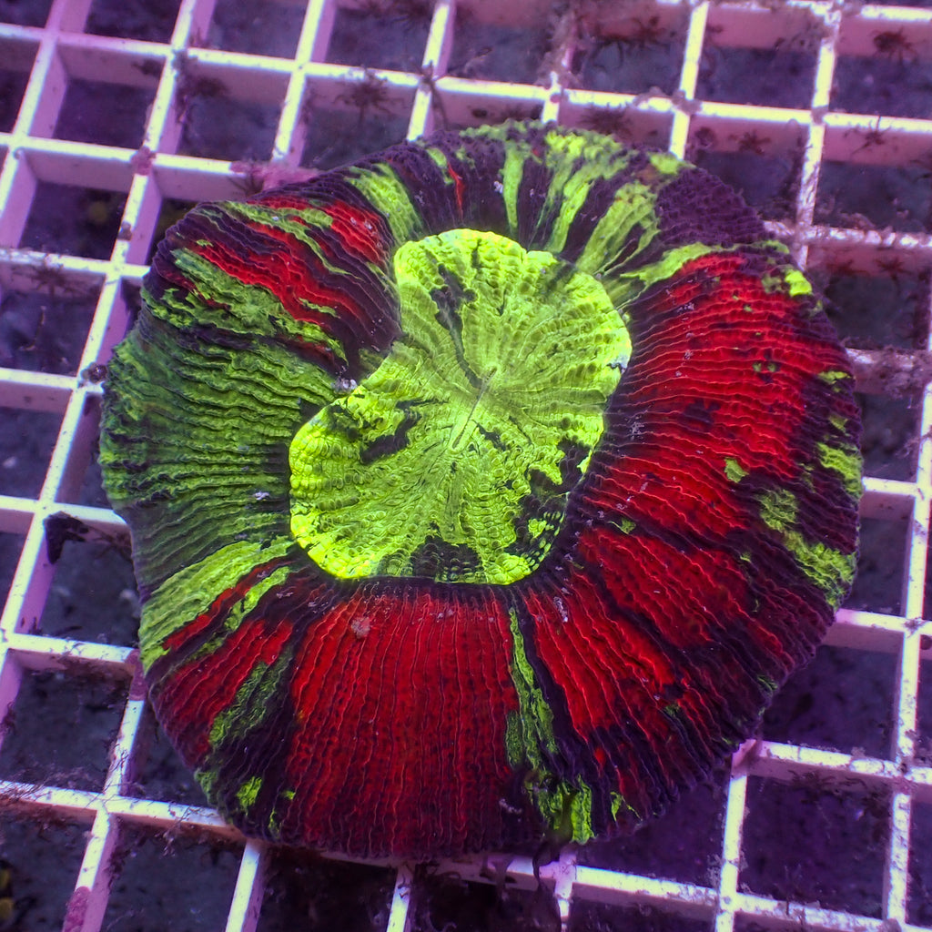 WYSIWYG Acid Trip Splatter Red Wellso - Corals Anonymous