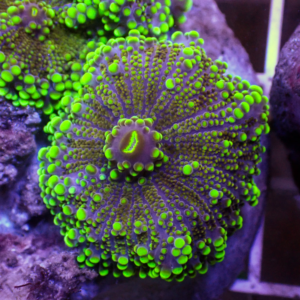 Radioactive Yuma Mushroom - Corals Anonymous