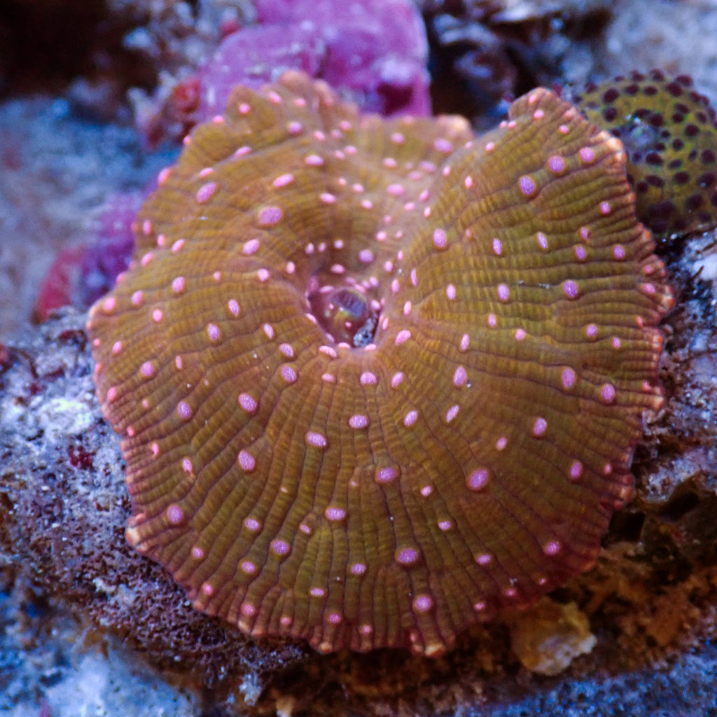 WYSIWYG Pink Spotted Red Discosoma Mushroom - Corals Anonymous