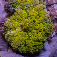 Yellow Lemon Yuma Mushroom - Corals Anonymous
