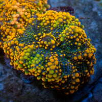 Sunset Drip Rainbow Yuma Mushroom - Corals Anonymous

