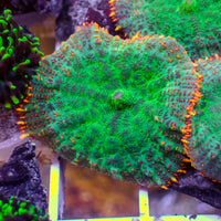 Forest Fire Rhodactis Mushroom - Corals Anonymous
