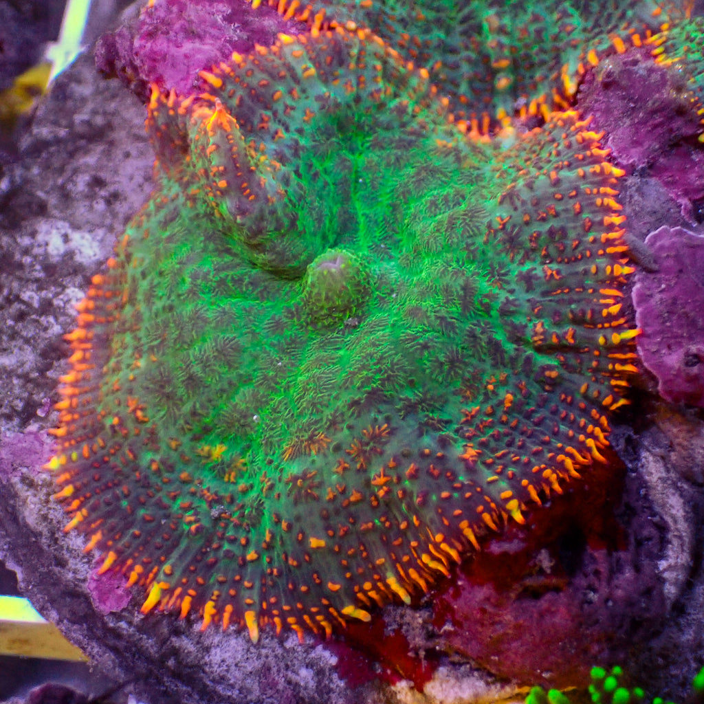 Forest Fire Rhodactis Mushroom - Corals Anonymous