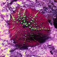 Ultra Crimson Vector Discosoma Mushroom - Corals Anonymous
