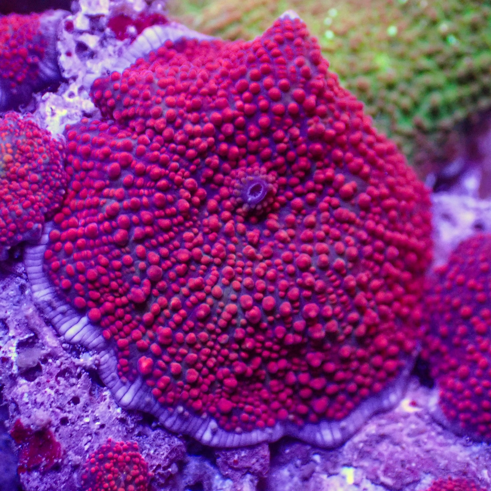 Red Interstellar Discosoma Mushroom | Corals Anonymous
