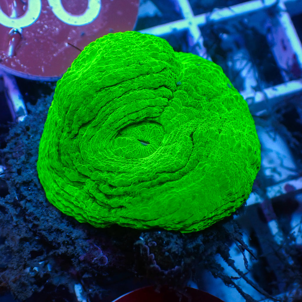 WYSIWYG Aussie Neon Green Scolymia (Aquacultured) - Corals Anonymous