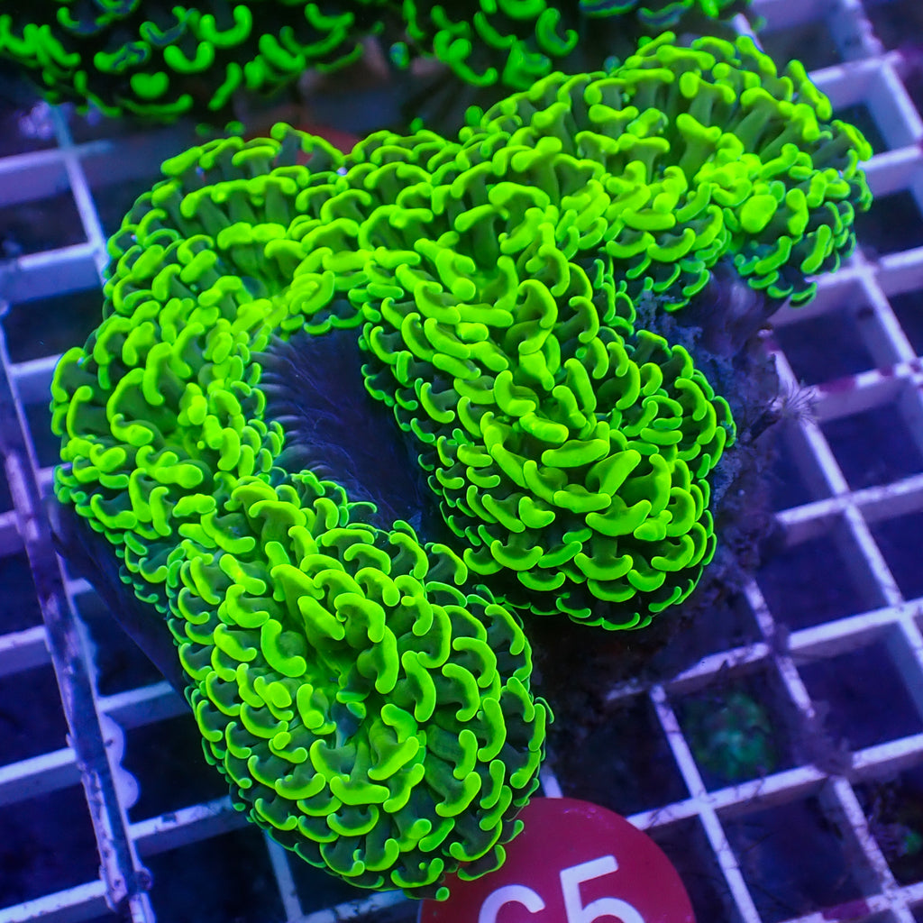 WYSIWYG Neon Green Wall Hammer (4-5") - Corals Anonymous