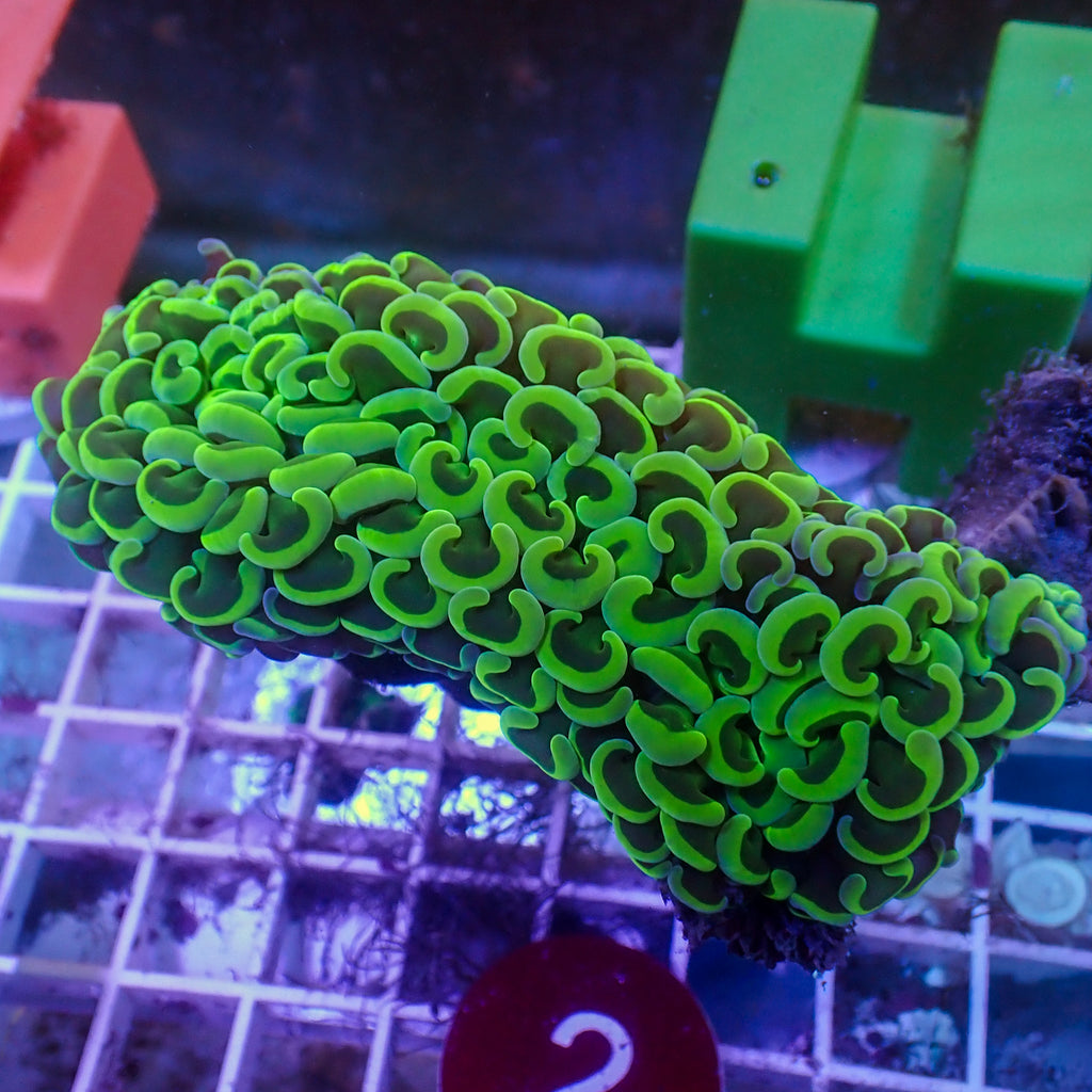 WYSIWYG Neon Green Wall Hammer (3-4") - Corals Anonymous