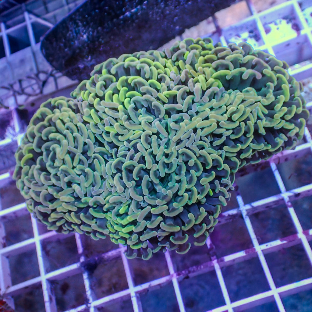 WYSIWYG Iridescent Wall Hammer (4-5") - Corals Anonymous