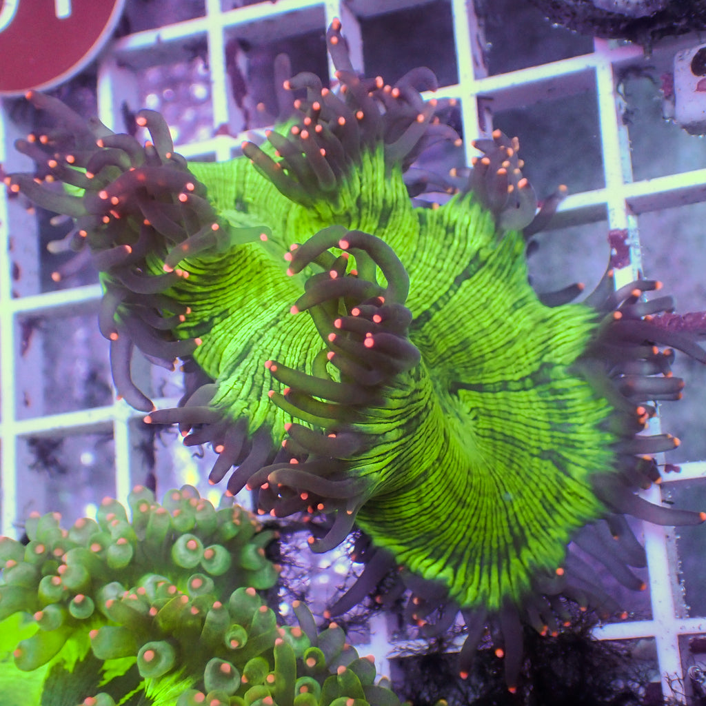 WYSIWYG Pink Tip Elegance Colony (2-3") - Corals Anonymous