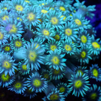 Baby Blue Yellow Eye Goniopora (0.5-1” Frag) - Corals Anonymous
