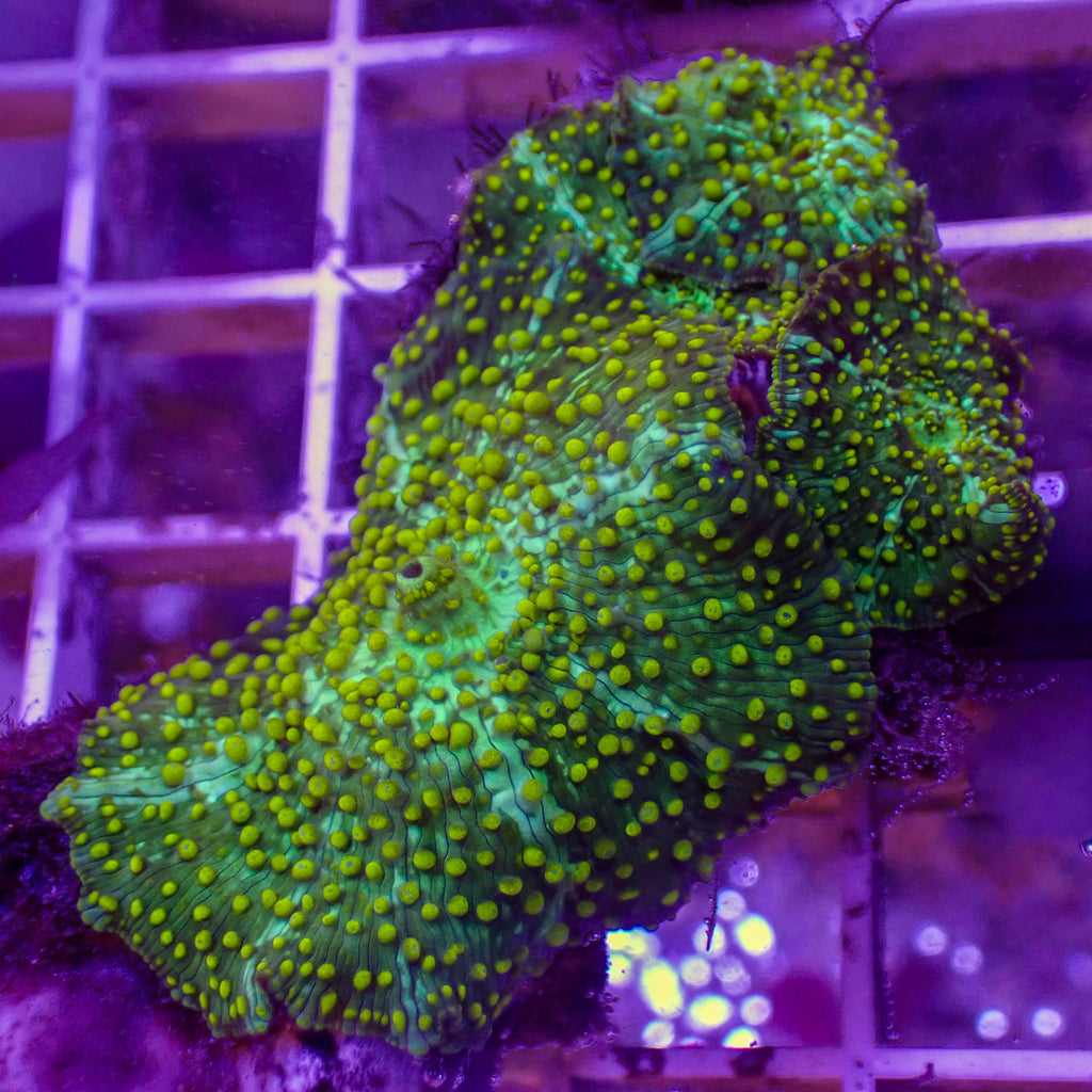 WYSIWYG Yellow Spotted Tigress Discosoma Mushroom Combo (3 Polyps) - Corals Anonymous