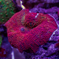 Red Interstellar Discosoma Mushroom - Corals Anonymous
