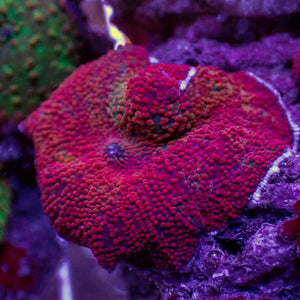 Red Interstellar Discosoma Mushroom | Corals Anonymous