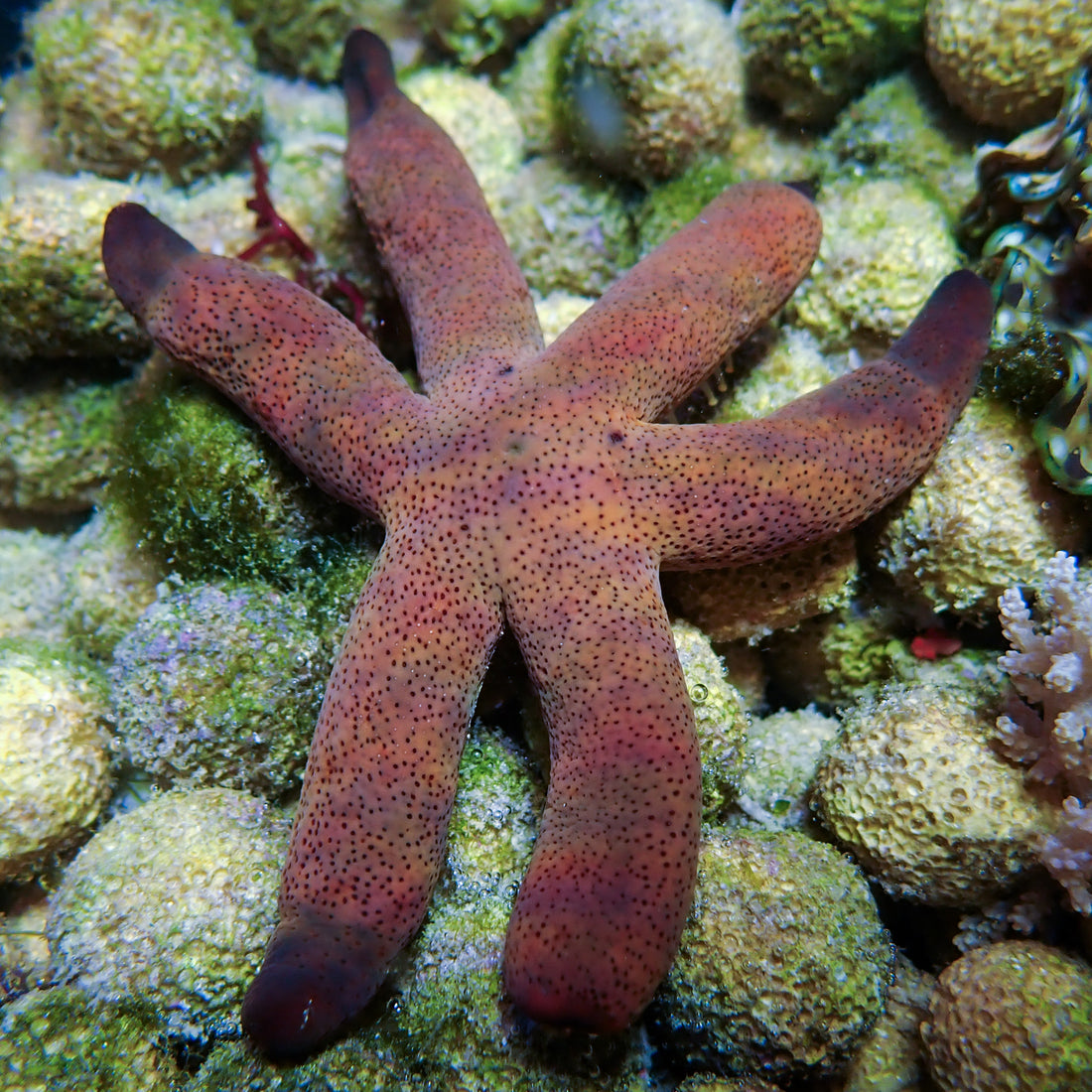 Purple Luzon Starfish - Corals Anonymous