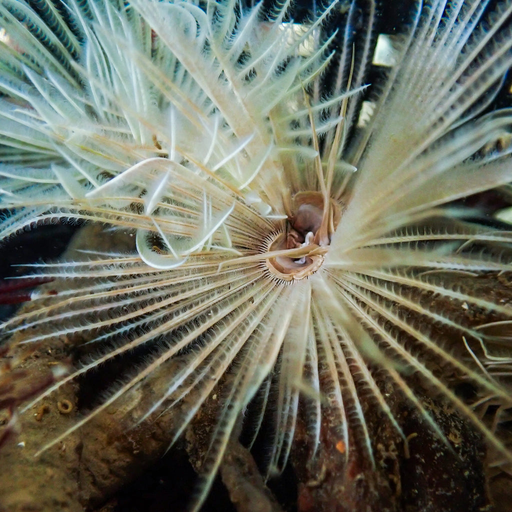 White Feather Duster Fan Worm (3-4") - Corals Anonymous