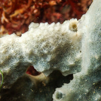 White Sea Sponge (Haliclona cinerea) - Corals Anonymous
