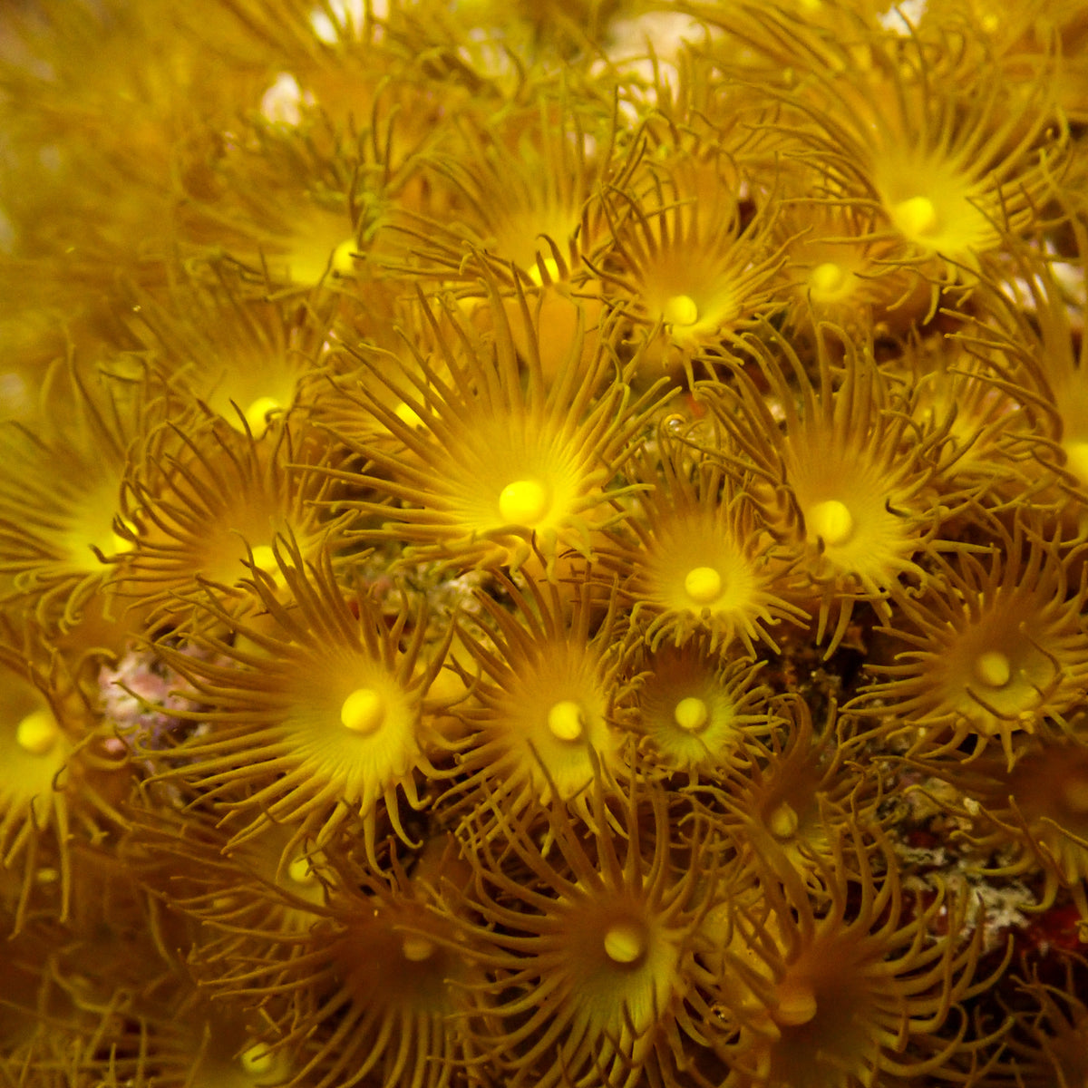 Yellow Star Polyp (Parazoanthus) (3-5 Polyps) - Corals Anonymous