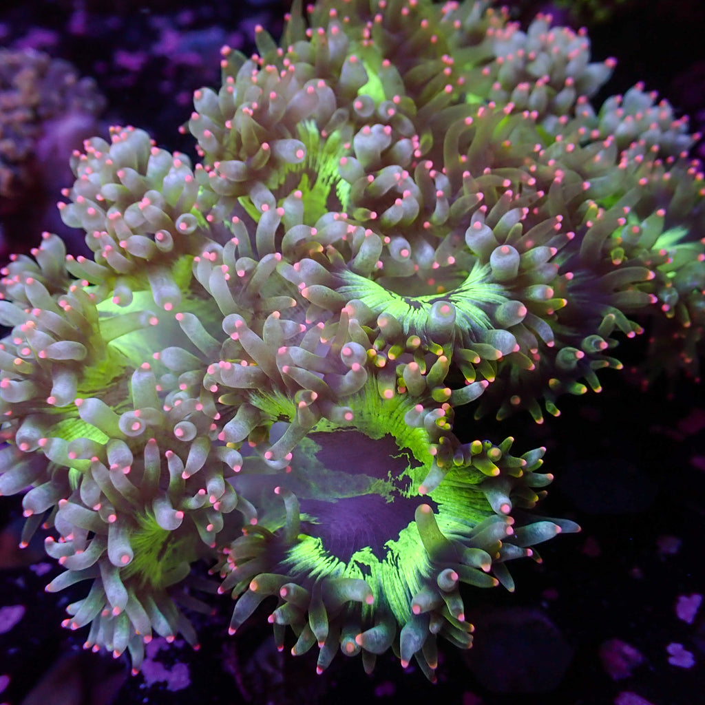 WYSIWYG Indo Pink Tip Elegance Colony (5-7") - Corals Anonymous