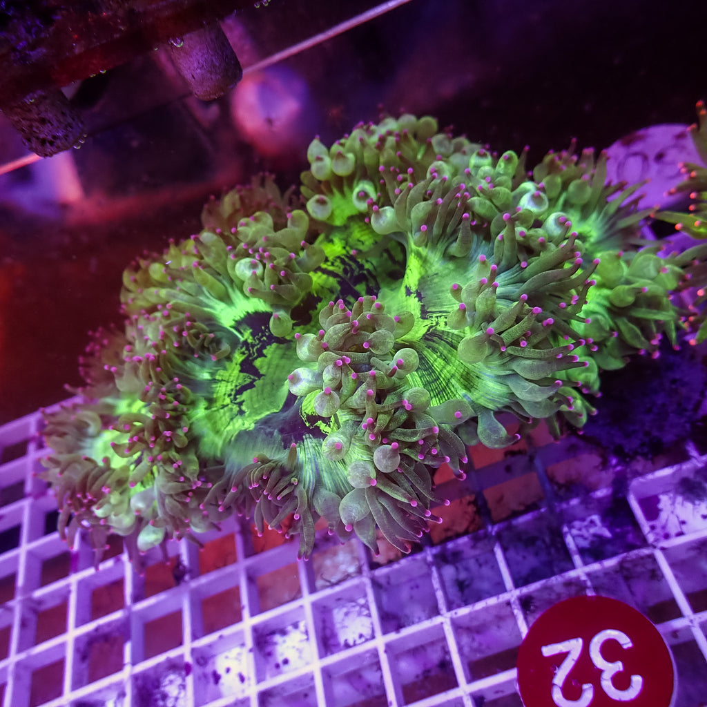 WYSIWYG Indo Pink Tip Elegance Colony (5-7") - Corals Anonymous