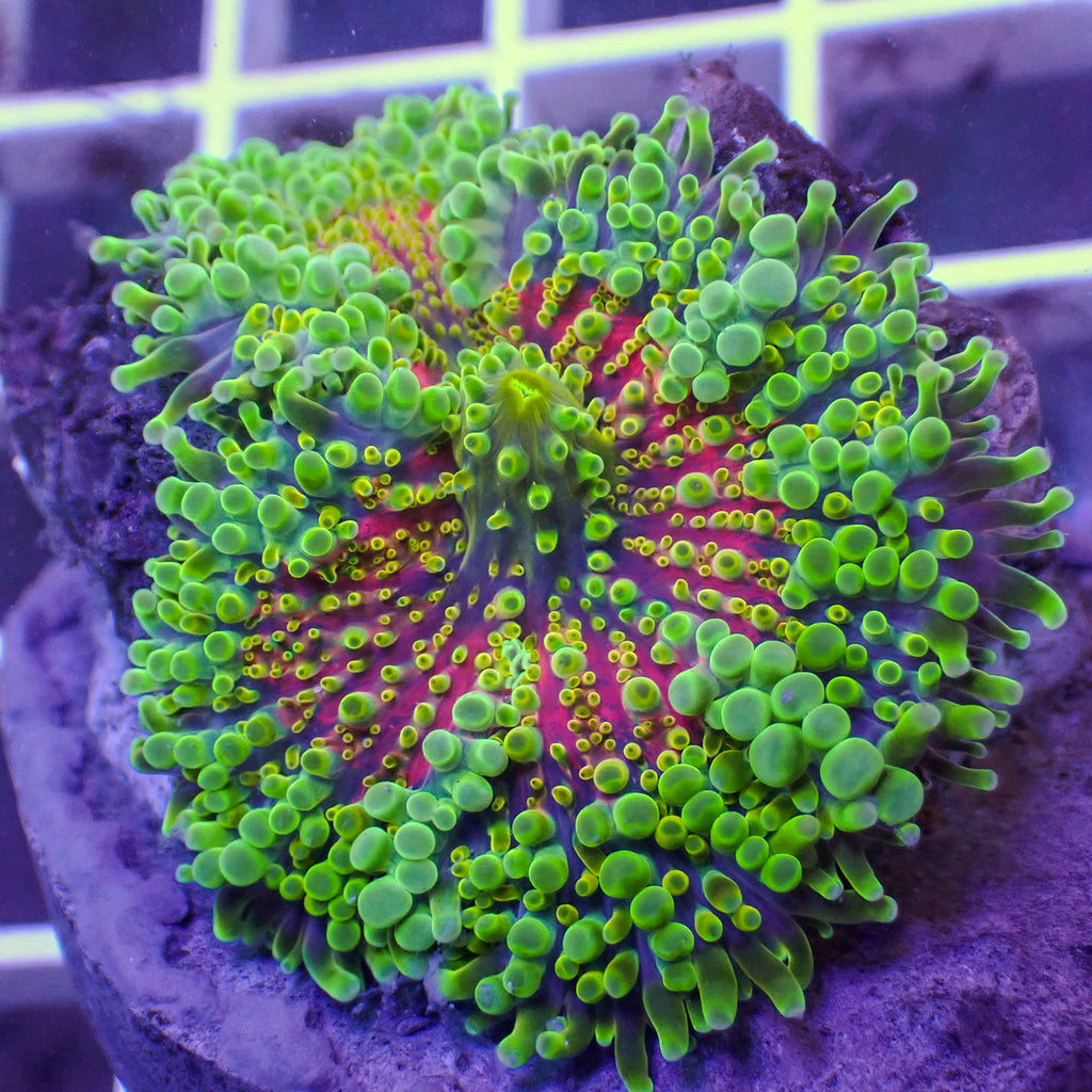 WYSIWYG Large Sunflare Rainbow Yuma Mushroom - Corals Anonymous