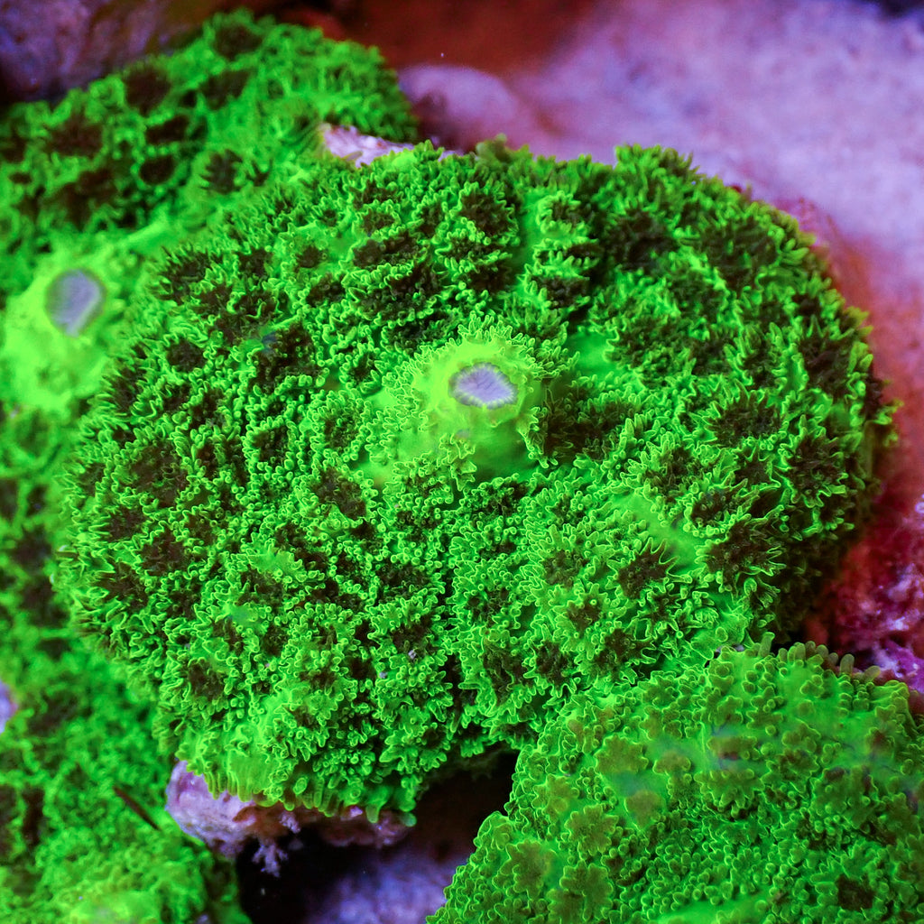 Black Spotted Green Rhodactis Mushroom - Corals Anonymous