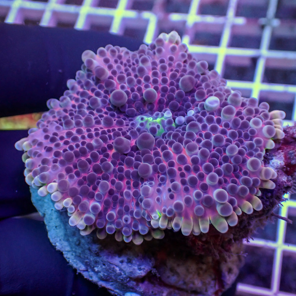 WYSIWYG Large Deep Purple Yuma Mushroom - Corals Anonymous
