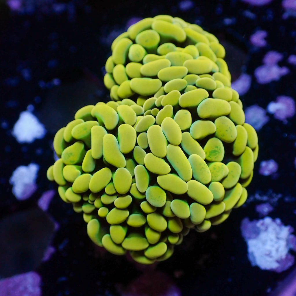 WYSIWYG Golden Rainbow Branching Hammer Colony (5 Polyps) - Corals Anonymous