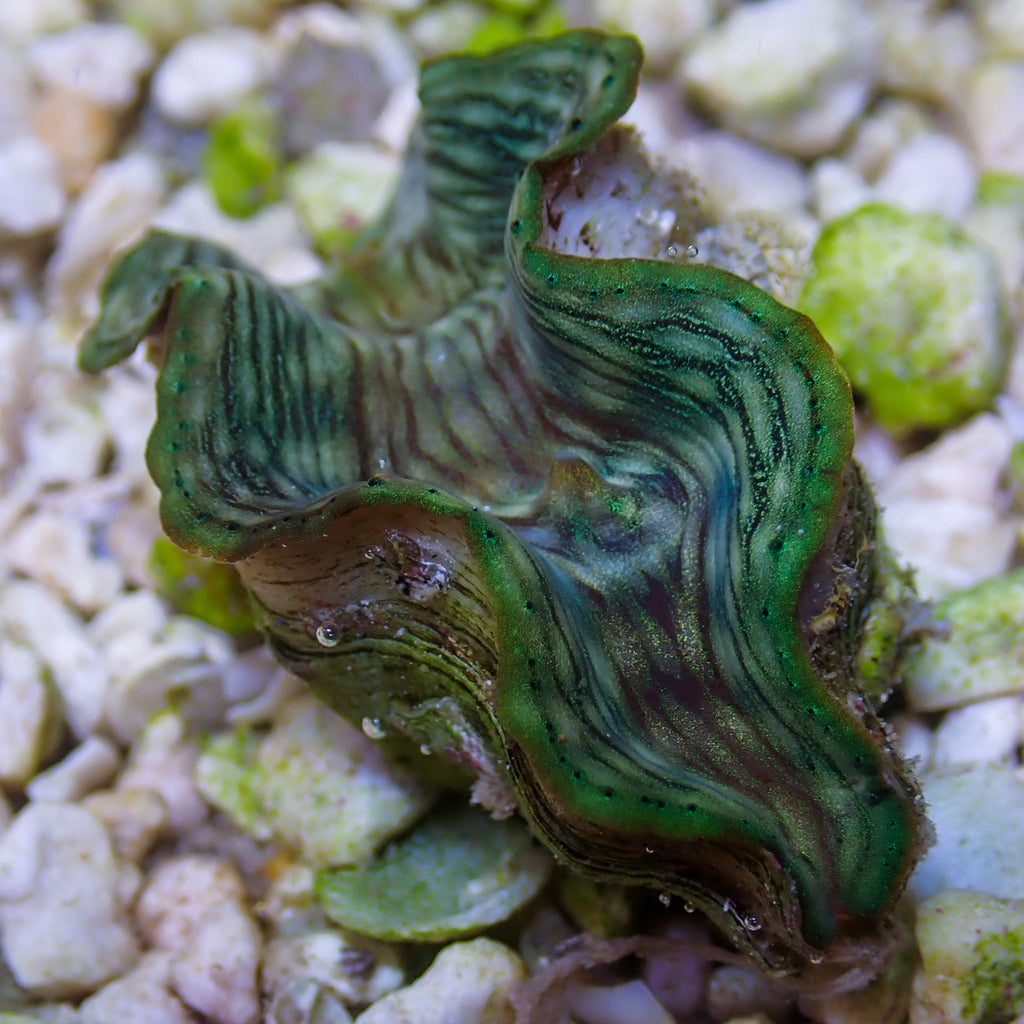 WYSIWYG Ultra Blue Tridacna Squamosa Clam (1-1.5") - Corals Anonymous