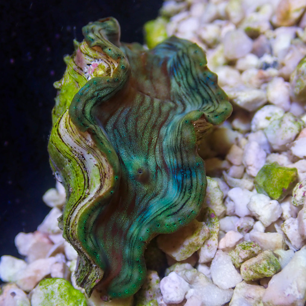 WYSIWYG Ultra Blue Tridacna Squamosa Clam (1-1.5") - Corals Anonymous