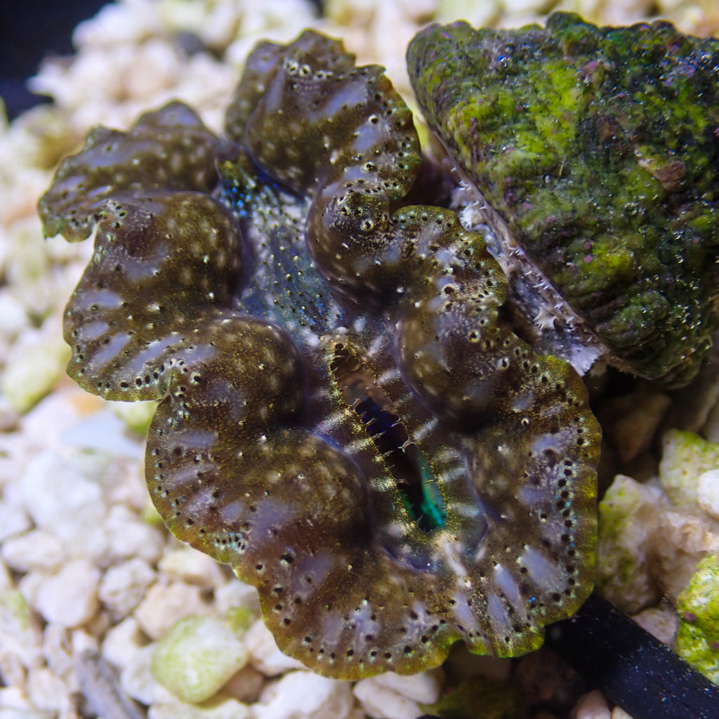 WYSIWYG Gold Rim Blue Crocea Clam - Corals Anonymous