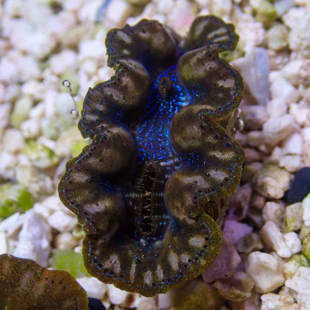 WYSIWYG Multicolor Blue Crocea Clam - Corals Anonymous
