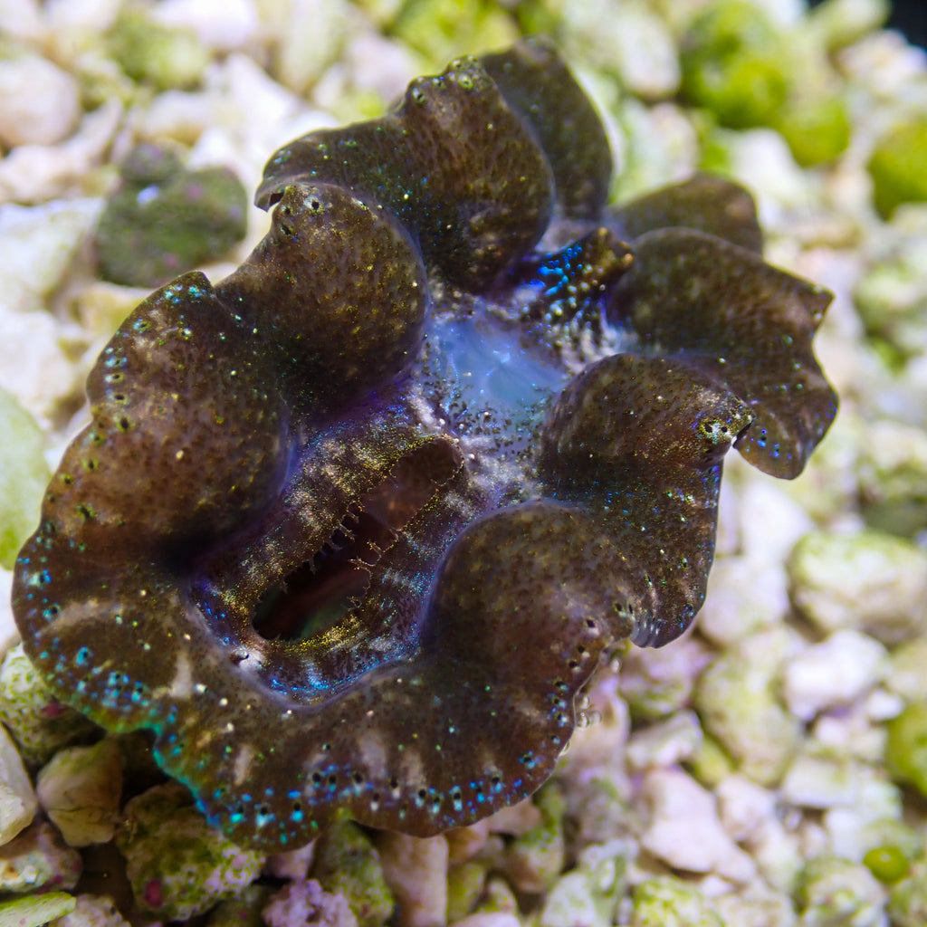 WYSIWYG Multicolor Blue Crocea Clam - Corals Anonymous