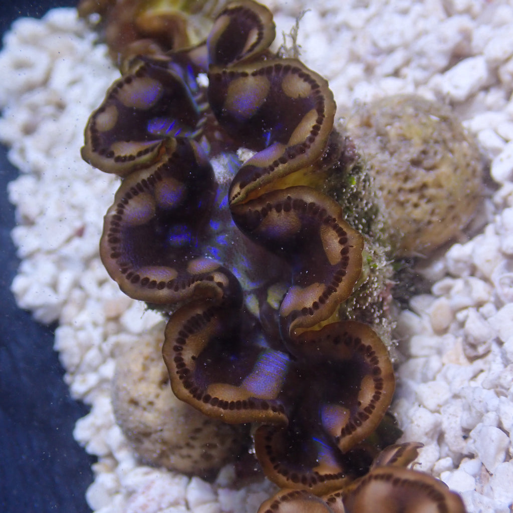 WYSIWYG Multicolor Maxima Clam (1.5-2") - Corals Anonymous