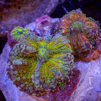 WYSIWYG Rainbow Yuma Mushroom Colony (3 Polyps) - Corals Anonymous
