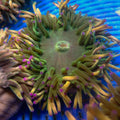 Purple Tip Long Tentacle Anemone - Corals Anonymous