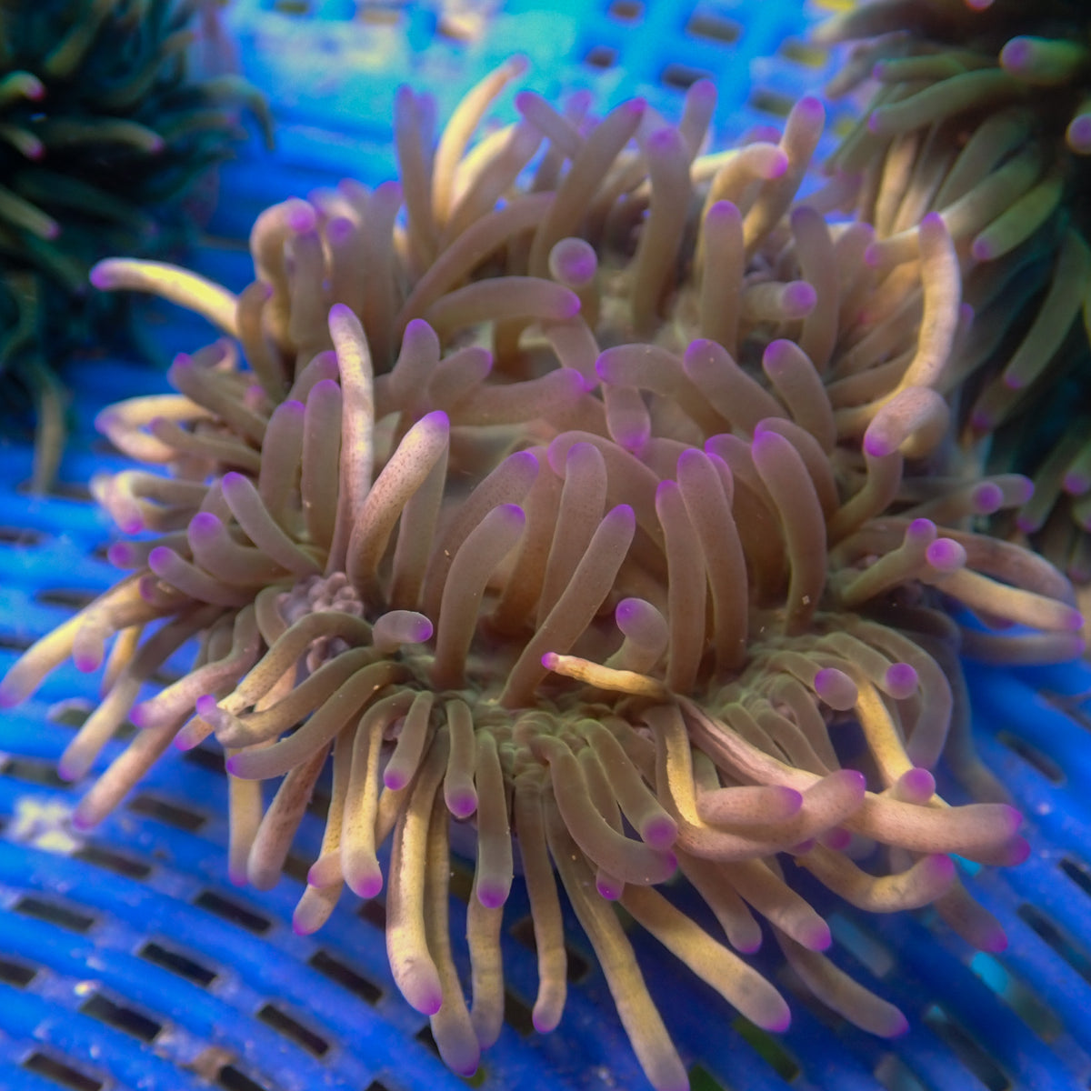 Purple Tip Long Tentacle Anemone - Corals Anonymous