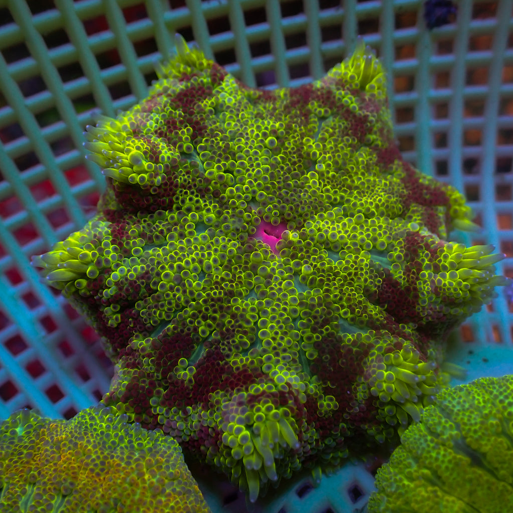 WYSIWYG Fire Ring Maxi Mini Carpet Anemone (2-3”) - Corals Anonymous