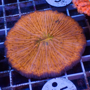 WYSIWYG Orange Fungia Plate (3-4")