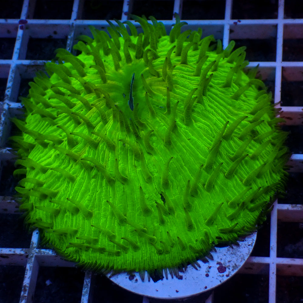 WYSIWYG Neon Green Plate Coral (3-4”)